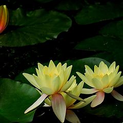 photo "yellow lili"