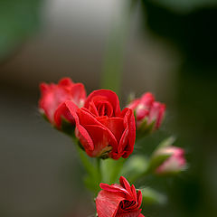 фото "pelargonium"