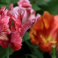 photo "Tulip"