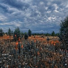 фото "Лужок цветущий"