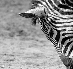 photo "Zebra"