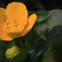 фото "Caltha palustris"