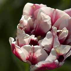 photo "The new tulip"