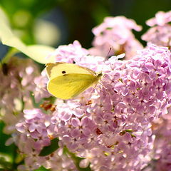 photo "Lilac"