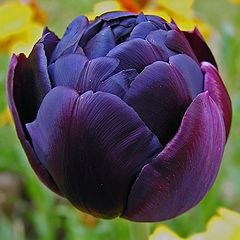 photo "The black tulip similar  a swan..."