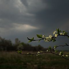 фото "Люблю грозу в начале мая..."