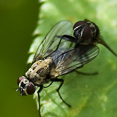 photo "How to breed flies"