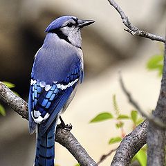 photo "blue jay"