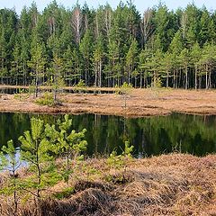 photo "Forest lake"