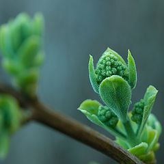 фото "Syringa"