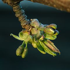 фото "Prunus"