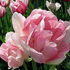 photo "Tulip Time"