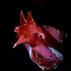 фото "Ночной тюльпан"