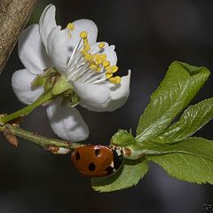 фото "Сон божъей коровки"