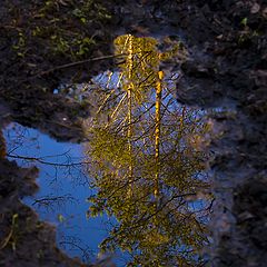 photo "There somewhere the sun and spring...."