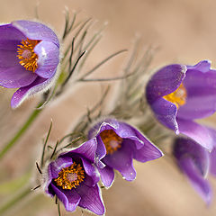 фото "5"