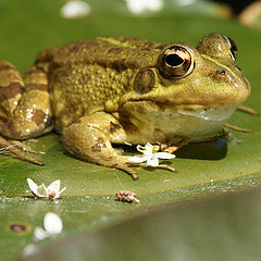 photo "Rana iberica"