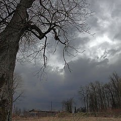 photo "Sheremetevsky park. Old tree"