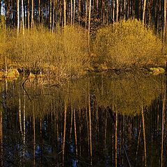 фото "Графика леса"