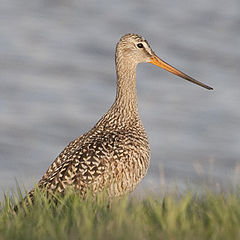 photo "Godwit"