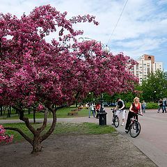 фото "Киев. Оболонь, бульвар."