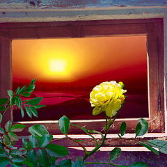 photo "Rose and sun"
