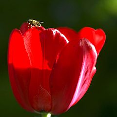 photo "red tulip bee"