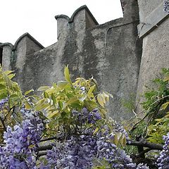 фото "spring in the castle"