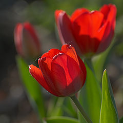 photo "Tulips"