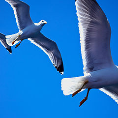 фото "Blue&white"