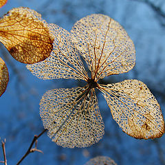 photo "Lace from Holland"