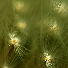 photo "Tree of Souls's Seeds"