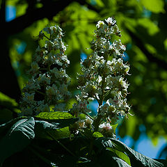 photo "Chestnut flowered"