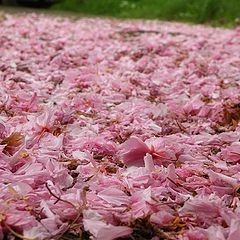 photo "Carpet of sakura-petals"