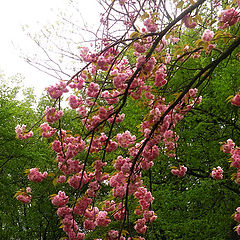 photo "Sakura's branch"