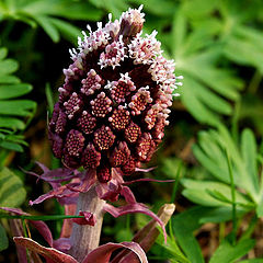 photo "Petasites hybridus"