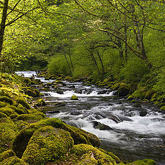 photo "Under the green canopy"