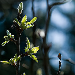 photo "Life, death... and bokeh"