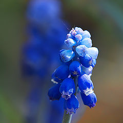 photo "Muscari armeniacum"