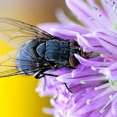 photo "Breakfast in chives"