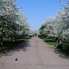 фото "Яблони в цвету"