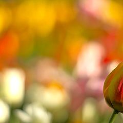 фото "Tulip and tulips"