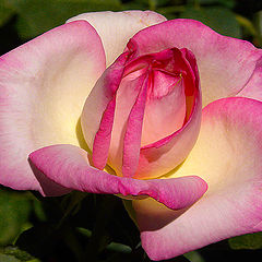фото "Portret of a Rose"