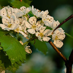 фото "Цвет вишни"