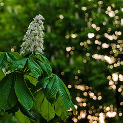 photo "About chestnuts, rain and sun"