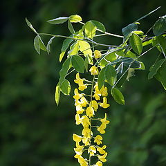 photo "Yellow Rain"