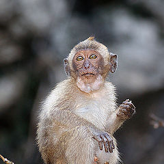 photo "таиланд обезьяна дикие животные"
