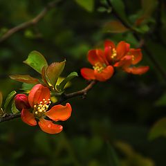 photo "Quince bough"