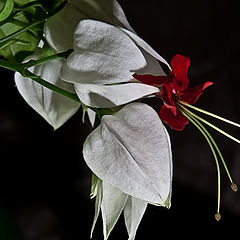 photo "Clerodendrum"