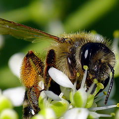 photo "Honey bee"